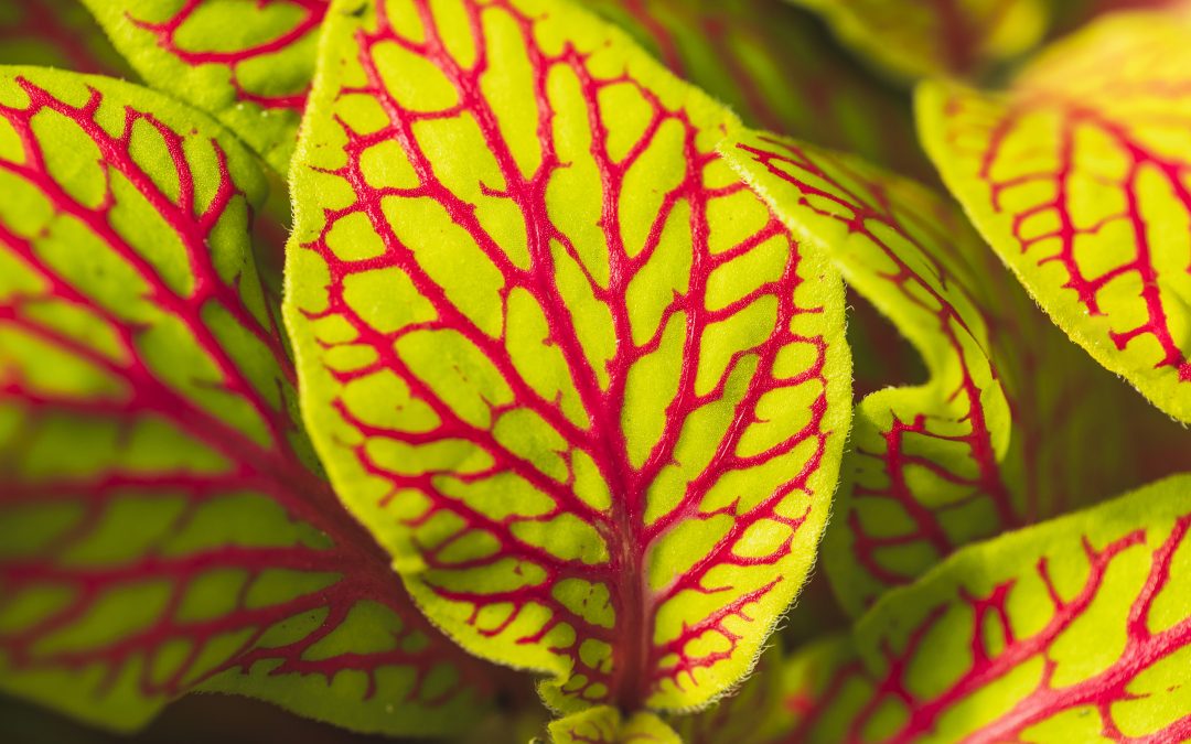 Cómo la naturaleza inspira las paletas de color de tu hogar