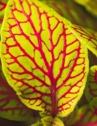 Cómo la naturaleza inspira las paletas de color de tu hogar